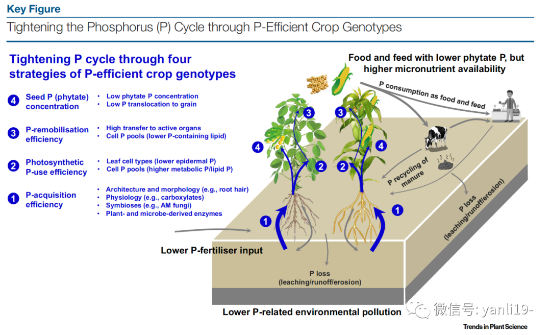 trends in plant science | 通过磷(p)高效作物基因型强化磷循环